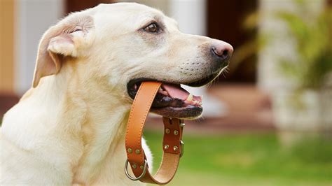 coleira prada cachorro|As melhores coleiras para cachorros em promoção.